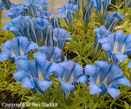 Gentiana sino-ornata 'Borge', syyskatkero